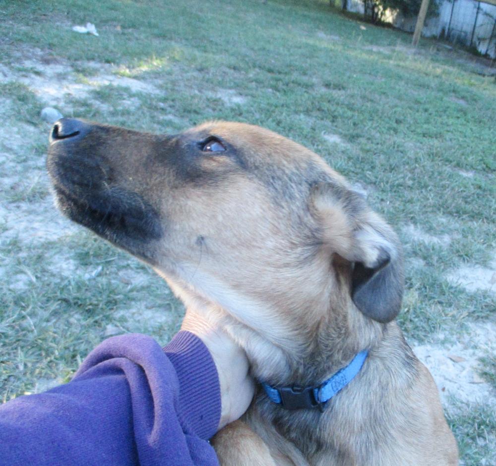 Enlarge Roo, a Adoptable mixed breed in Camden, SC image 4/6
