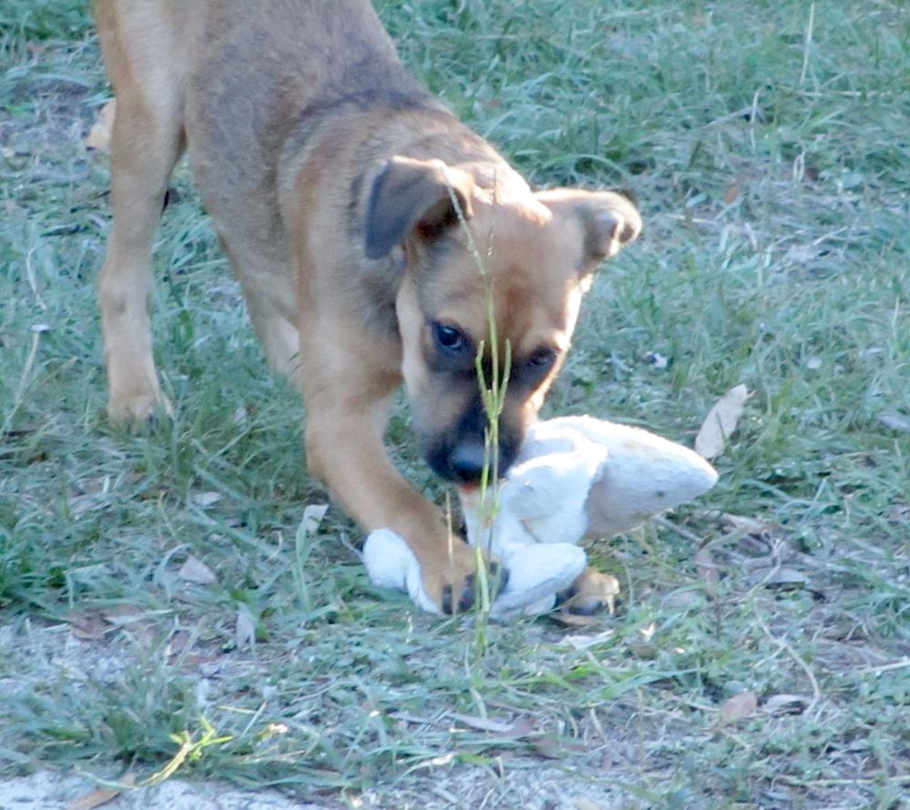 Enlarge Roo, a Adoptable mixed breed in Camden, SC image 2/6