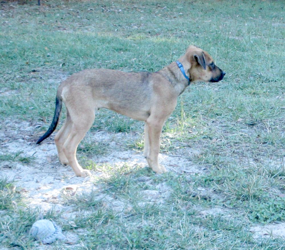 Enlarge Roo, a Adoptable mixed breed in Camden, SC image 5/6