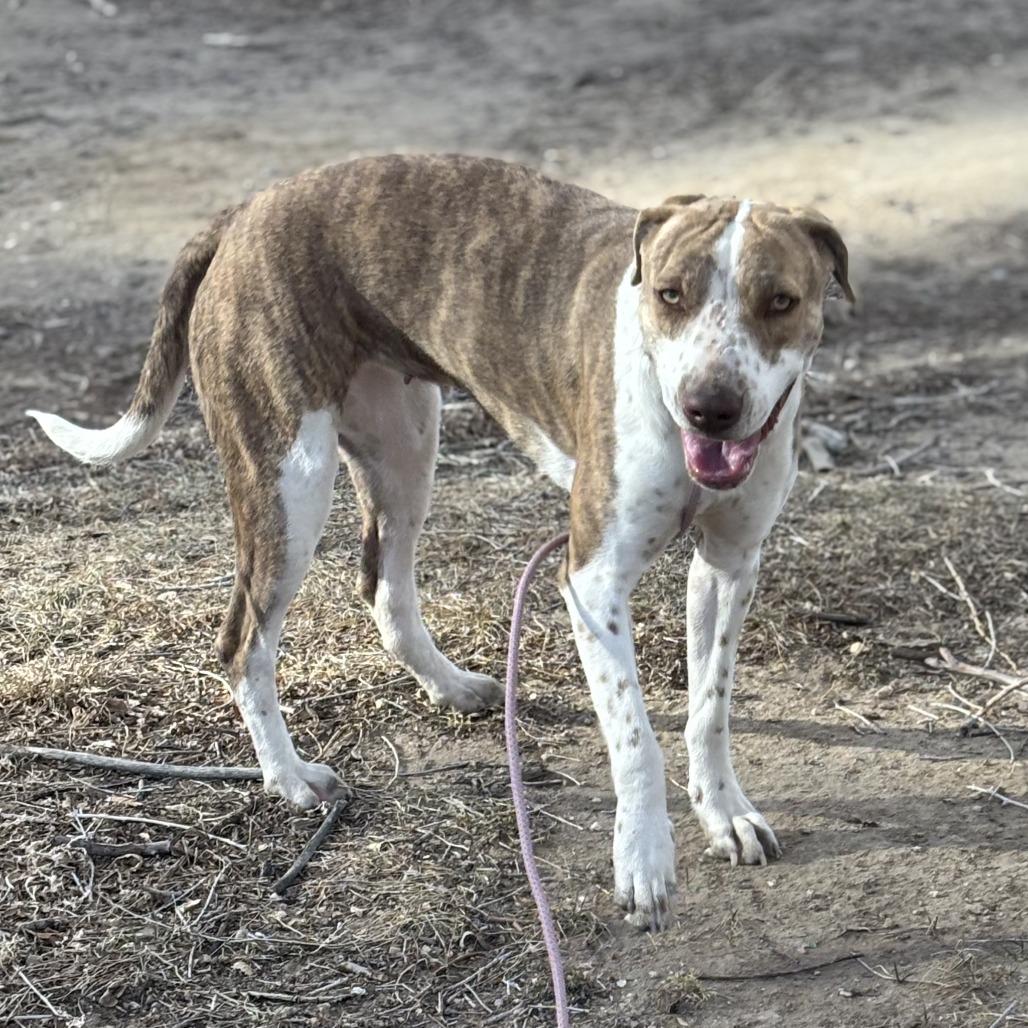 Penny, a Adoptable mixed breed in Kim, CO image 2/5