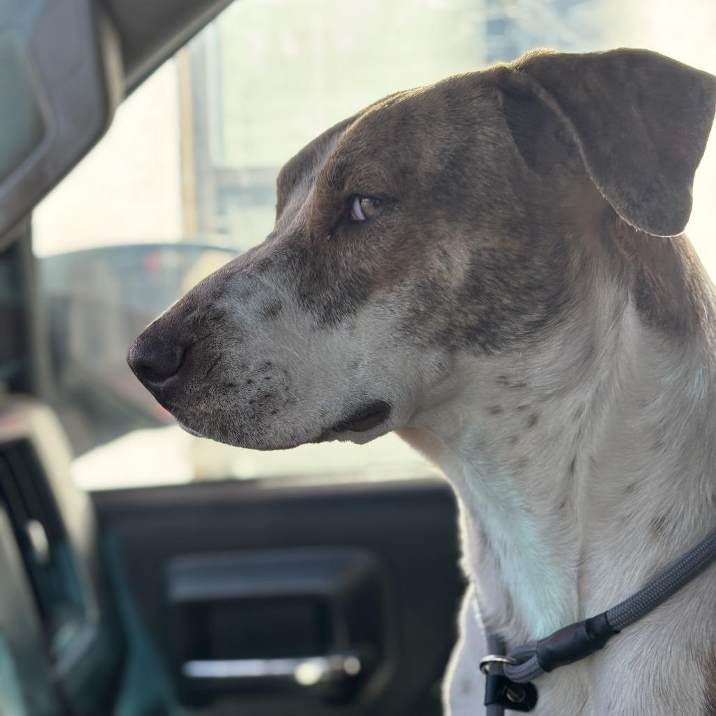 Penny, a Adoptable mixed breed in Kim, CO image 3/5