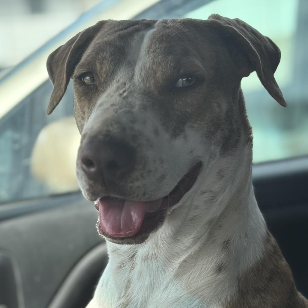 Enlarge Penny, a Adoptable mixed breed in Kim, CO image 1/1