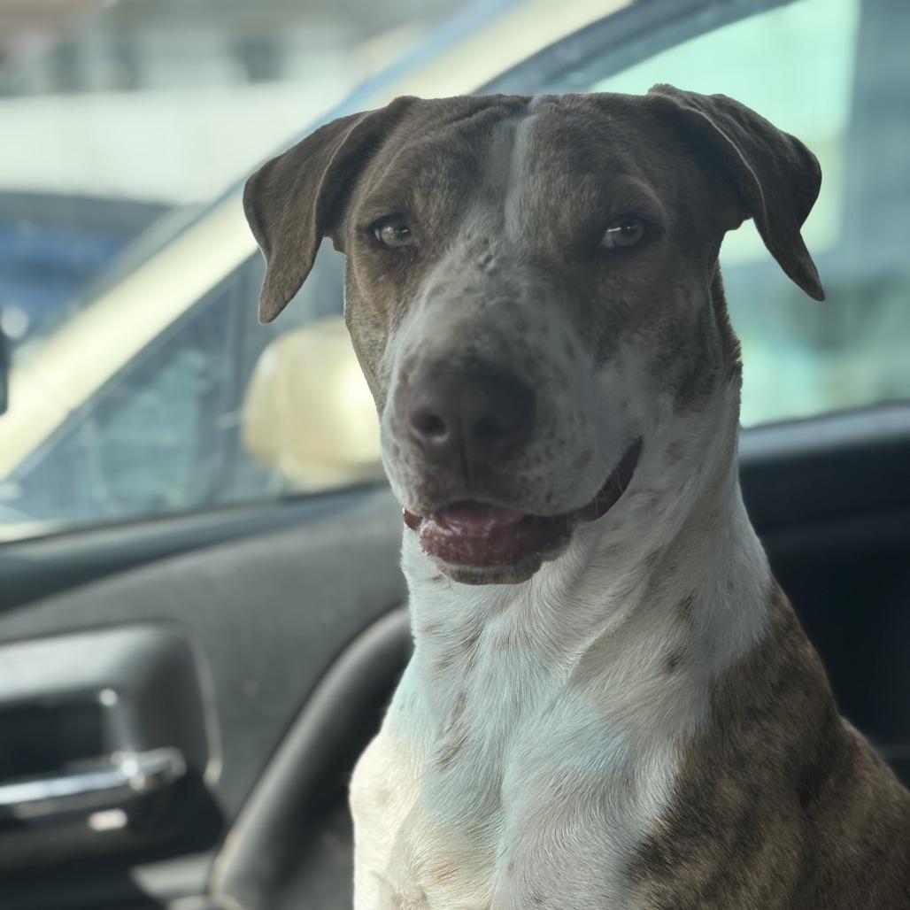 Penny, Adoptable, Adult Female Foxhound & Pit Bull Terrier.