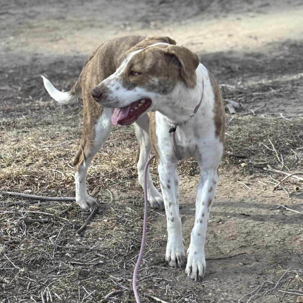 Penny, a Adoptable mixed breed in Kim, CO image 5/5