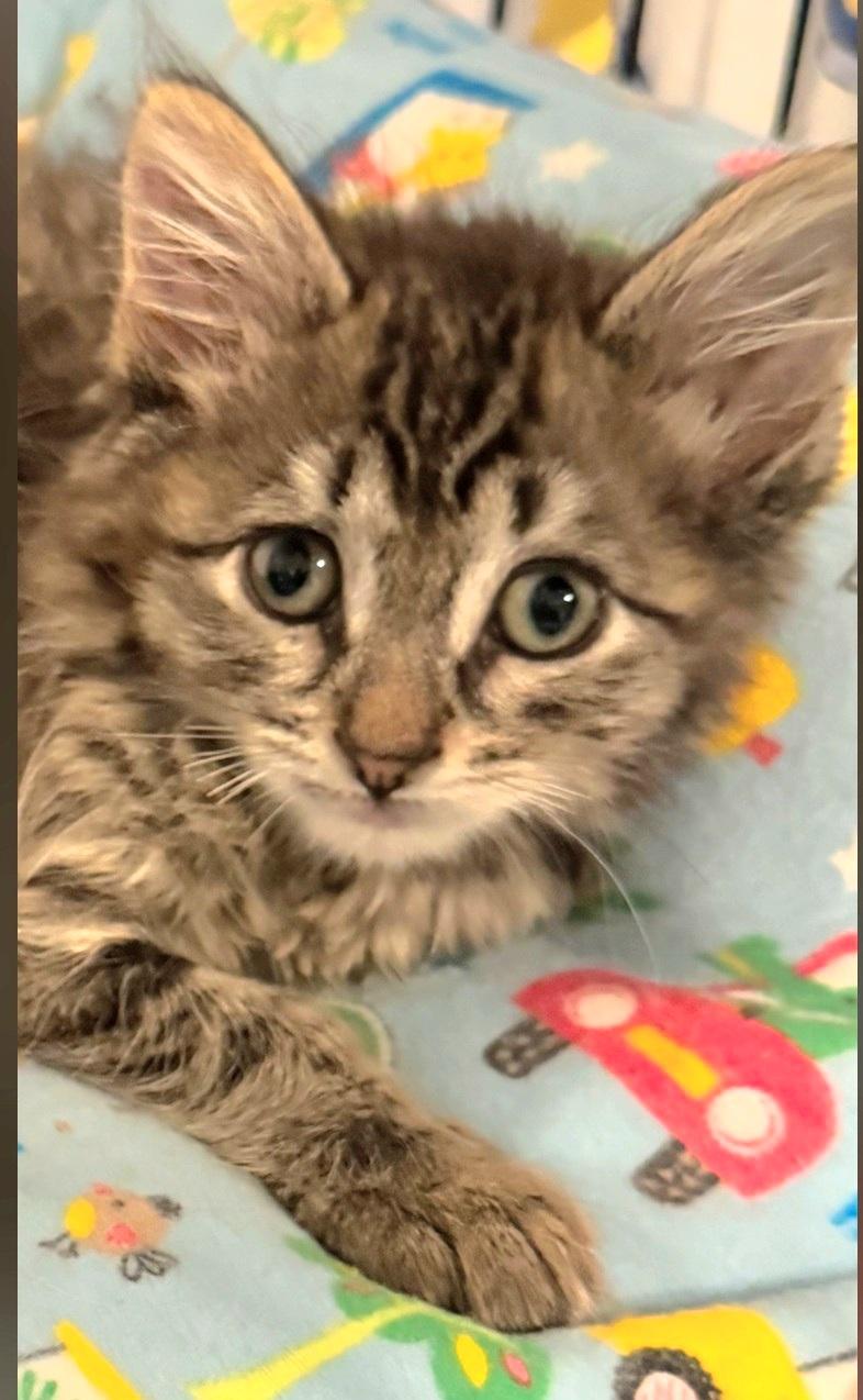 Enlarge Ashley aka Ash, an adopted Tabby in Staten Island, NY image 4/6