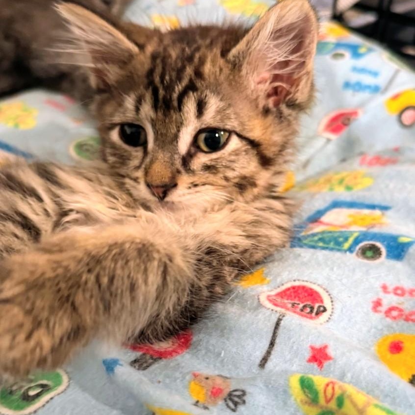 Ashley aka Ash, adopted, Kitten Female Tabby.