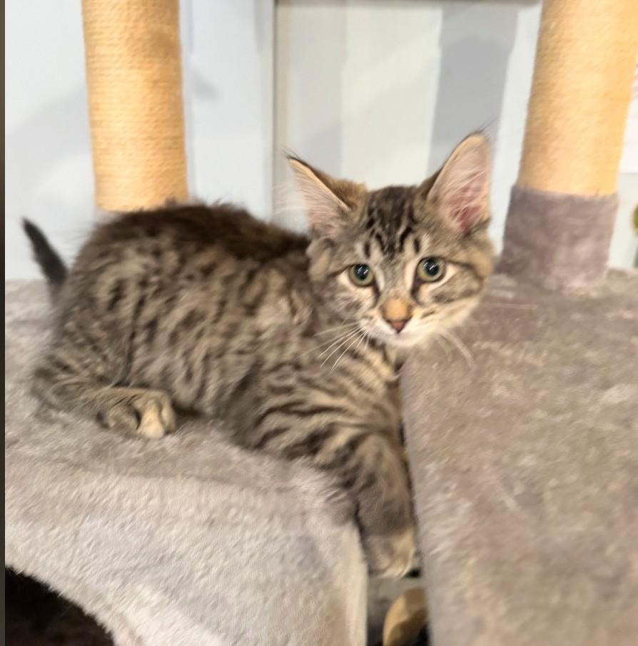 Enlarge Ashley aka Ash, an adopted Tabby in Staten Island, NY image 6/6