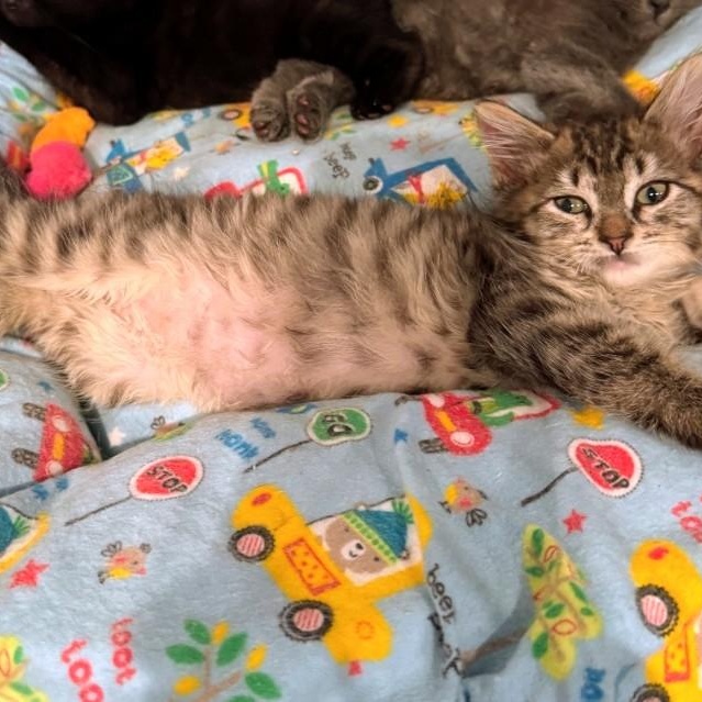 Enlarge Ashley aka Ash, an adopted Tabby in Staten Island, NY image 2/6