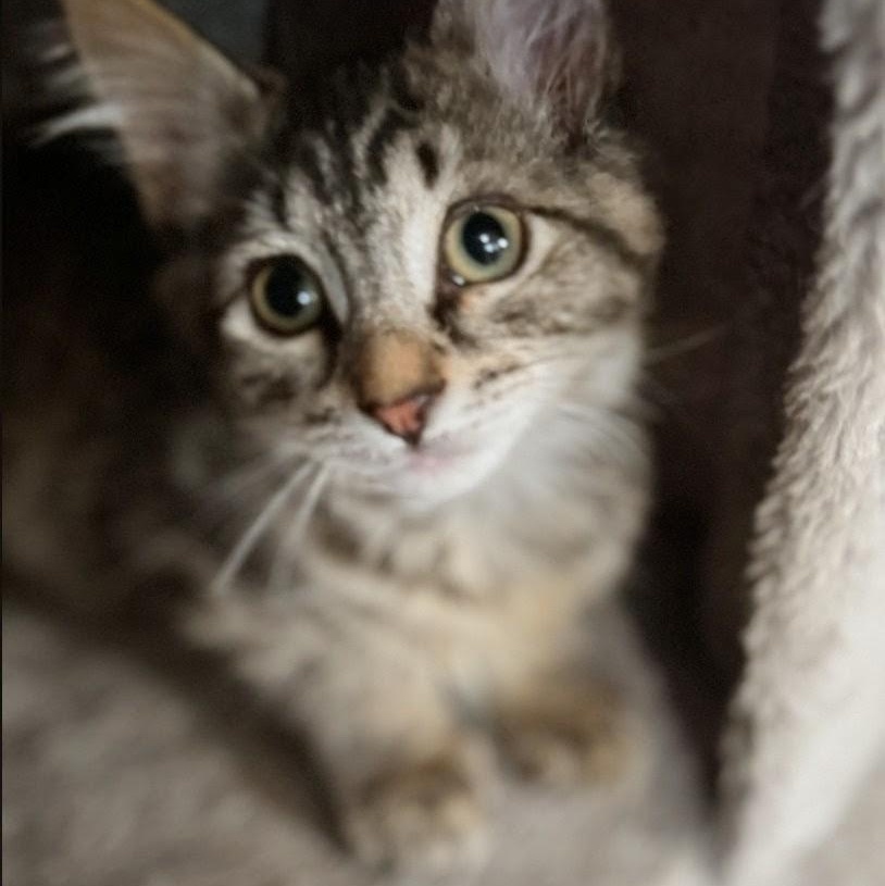 Enlarge Ashley aka Ash, an adopted Tabby in Staten Island, NY image 5/6