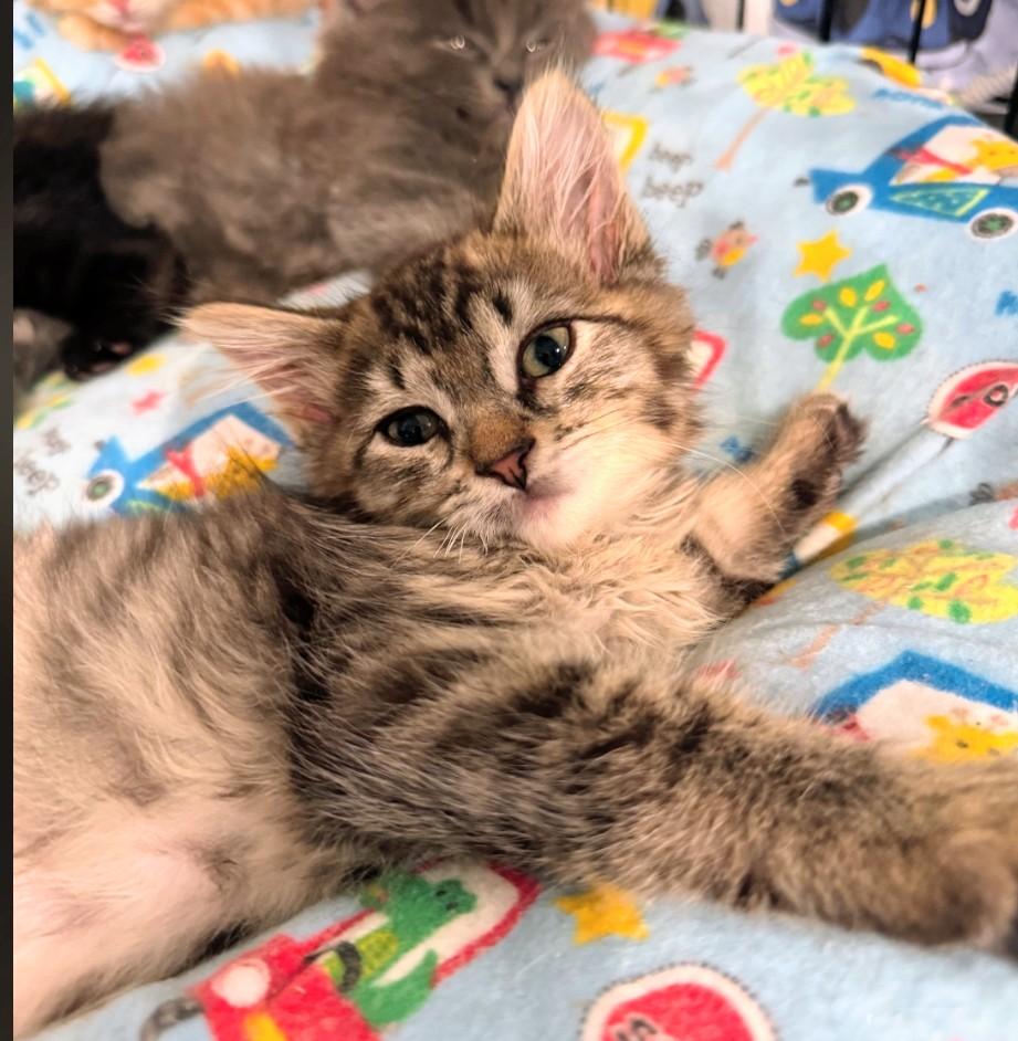 Enlarge Ashley aka Ash, an adopted Tabby in Staten Island, NY image 3/6