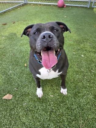 Dawn (Adoption Ambassador), Adoptable, Adult Female Mixed Breed & Mixed Breed.