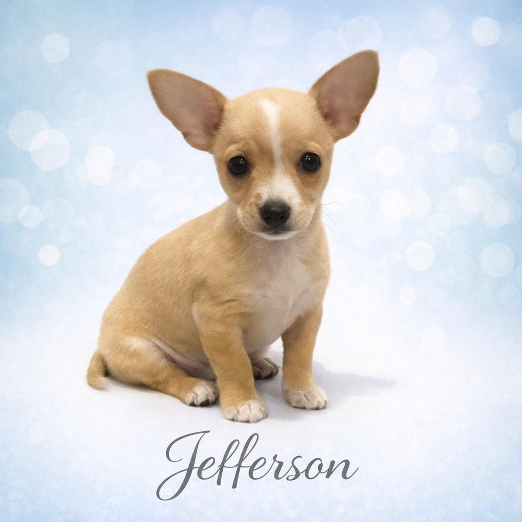 Enlarge Jefferson, a Adoptable Chihuahua in Orange, CA image 1/1