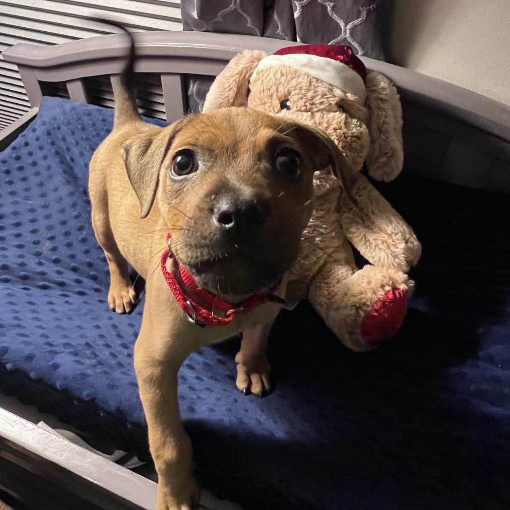 Enlarge Annie, a Adoptable Mixed Breed in Sinking Spring, PA image 3/6