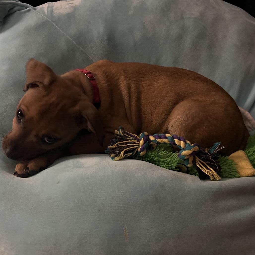 Enlarge Annie, a Adoptable Mixed Breed in Sinking Spring, PA image 4/6
