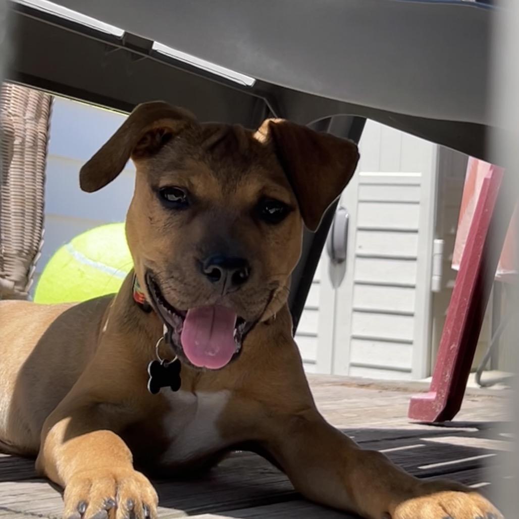 Annie, a Adoptable Mixed Breed in Sinking Spring, PA image 5/6