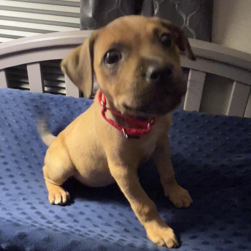 Enlarge Annie, a Adoptable Mixed Breed in Sinking Spring, PA image 5/6