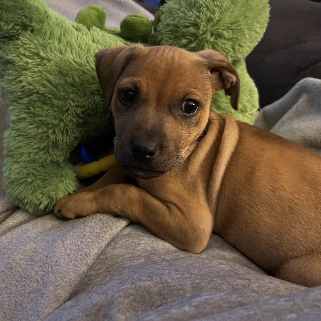 Enlarge Annie, a Adoptable Mixed Breed in Sinking Spring, PA image 6/6