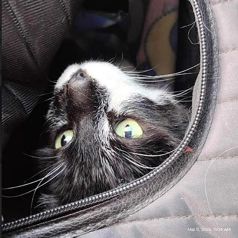 Enlarge Buddy, a ADOPTABLE Domestic Short Hair in Salt Lake City, UT image 2/3