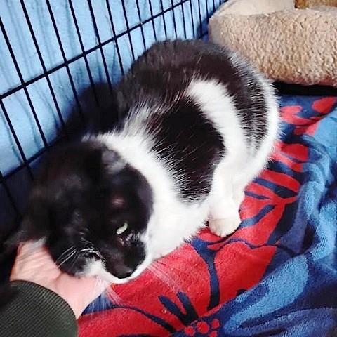 Enlarge Buddy, a ADOPTABLE Domestic Short Hair in Salt Lake City, UT image 3/3