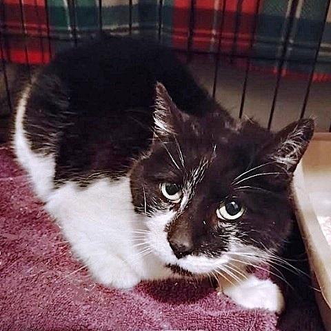 Enlarge Buddy, a ADOPTABLE Domestic Short Hair in Salt Lake City, UT image 1/3