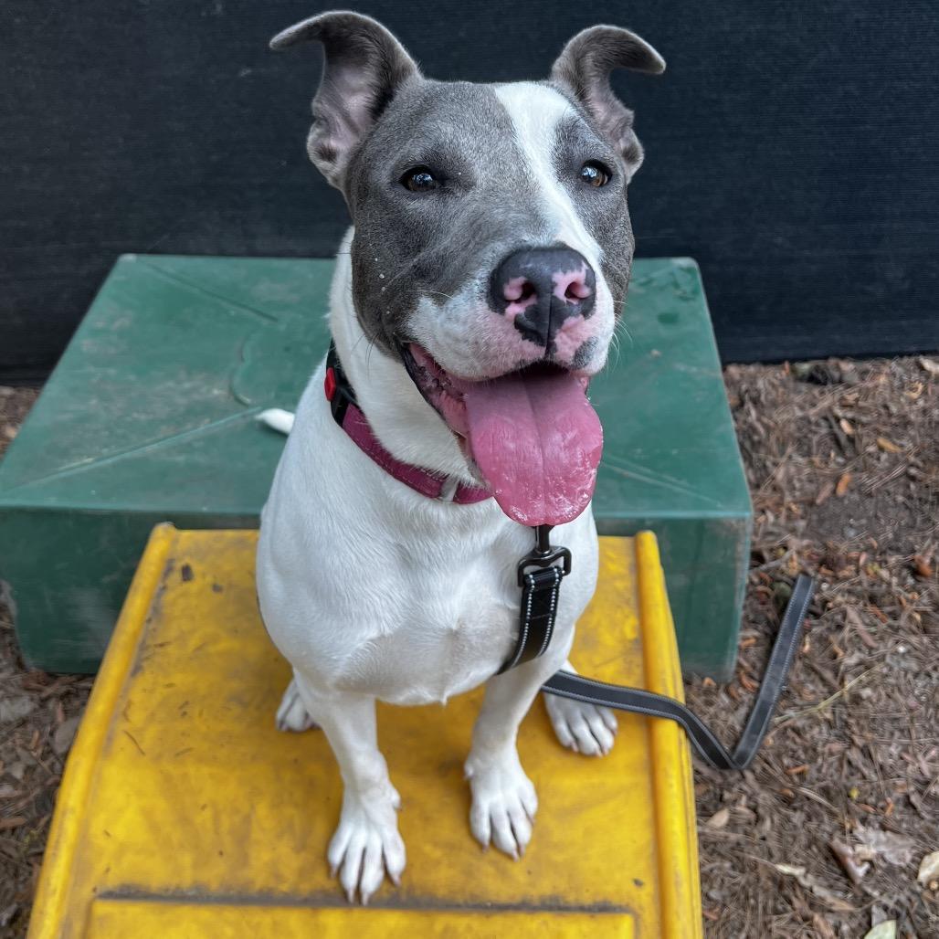 Sammie, Adoptable, Adult Female Mixed Breed.