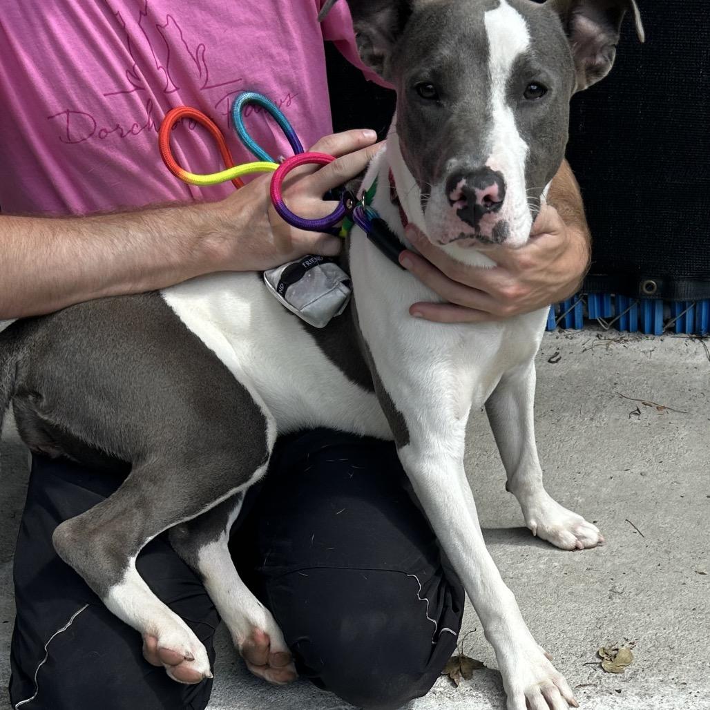 Enlarge Sammie @ Foster, a Adoptable Mixed Breed in Summerville, SC image 1/4