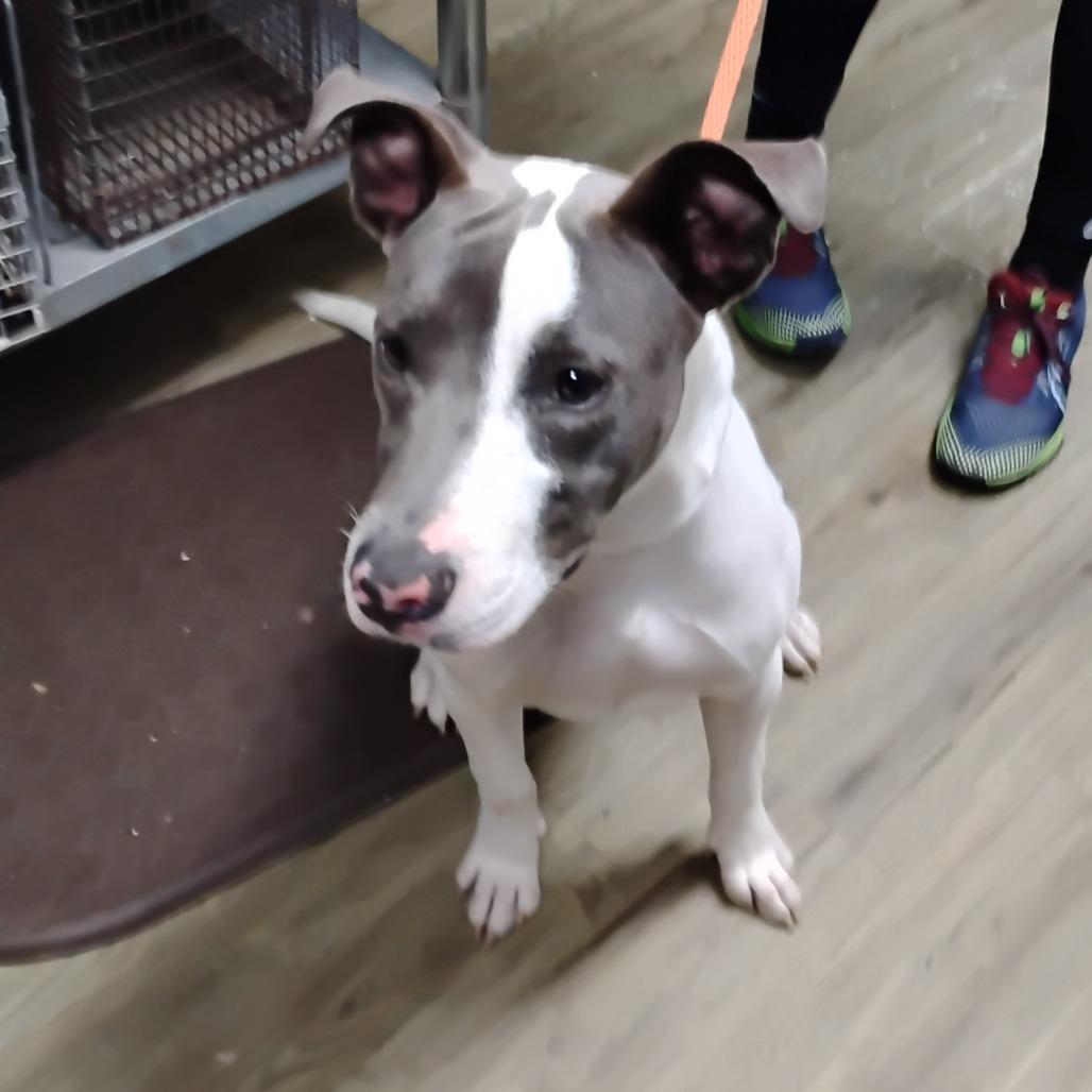 Enlarge Sammie @ Foster, a Adoptable Mixed Breed in Summerville, SC image 2/4