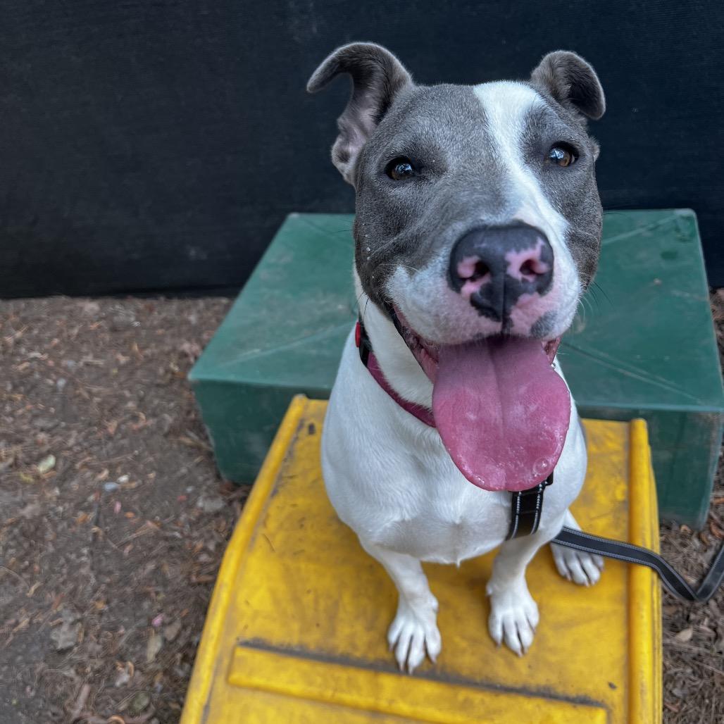 Enlarge Sammie, a Adoptable Mixed Breed in Summerville, SC image 3/6