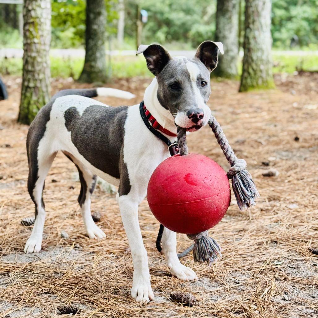 Enlarge Sammie @ Foster, a Adoptable Mixed Breed in Summerville, SC image 3/4