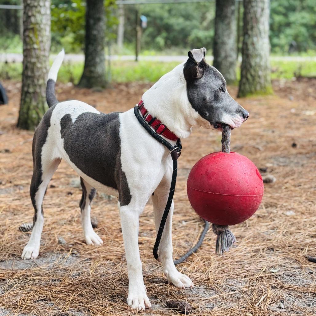 Enlarge Sammie @ Foster, a Adoptable Mixed Breed in Summerville, SC image 4/4