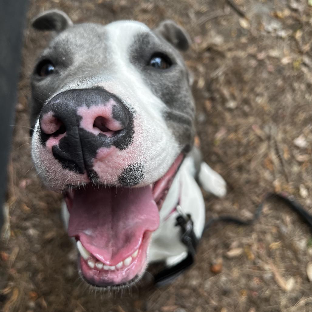 Enlarge Sammie, a Adoptable Mixed Breed in Summerville, SC image 6/6