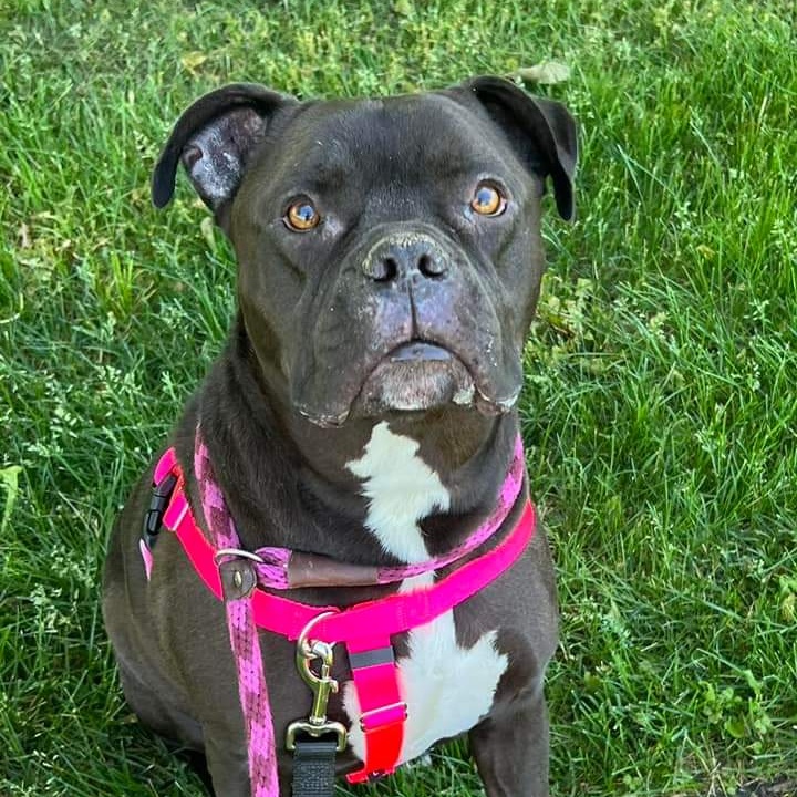 Enlarge Pharaoh, a Adoptable mixed breed in Westchester, IL image 13/16