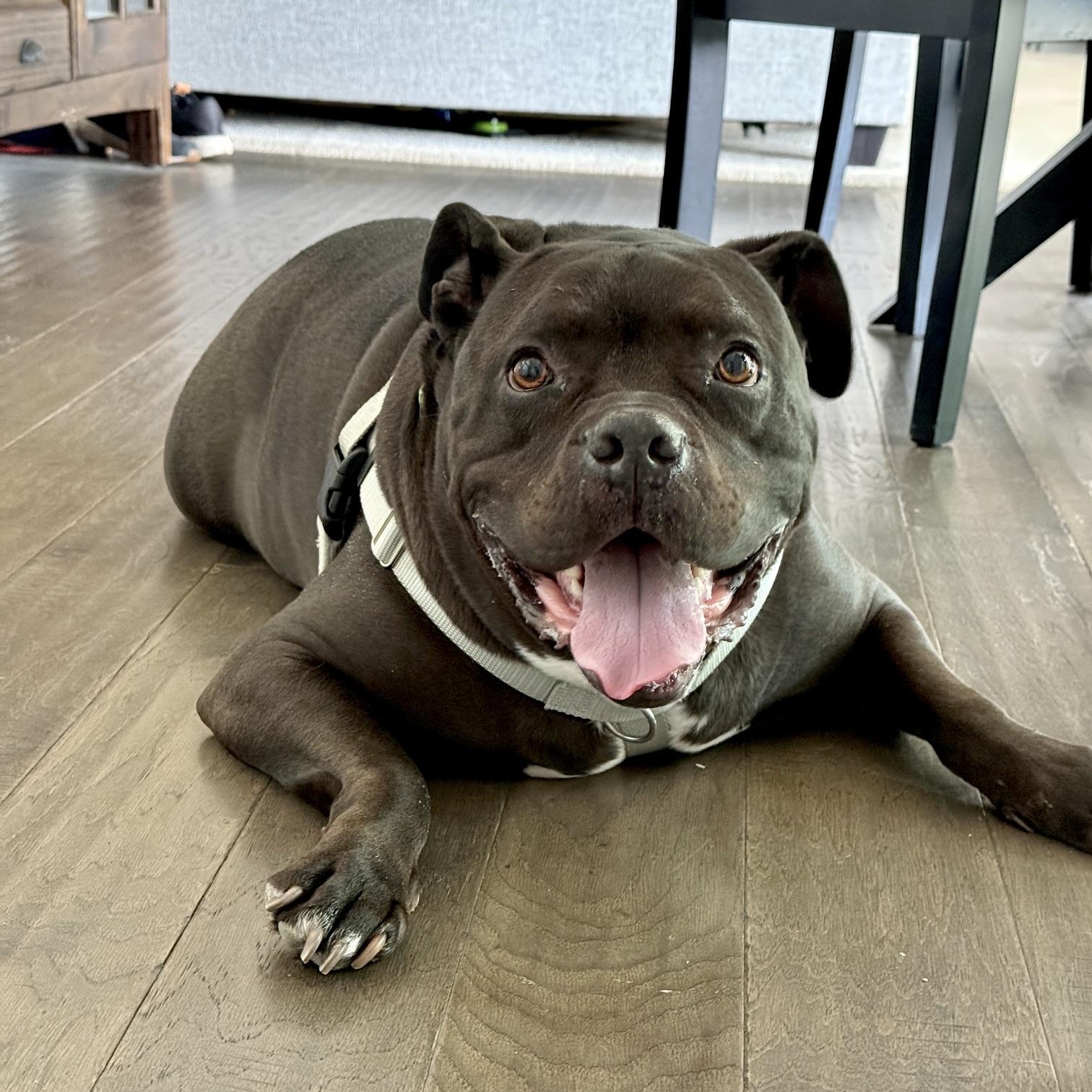 Pharaoh, Adoptable, Adult Male Pit Bull Terrier & American Bulldog.