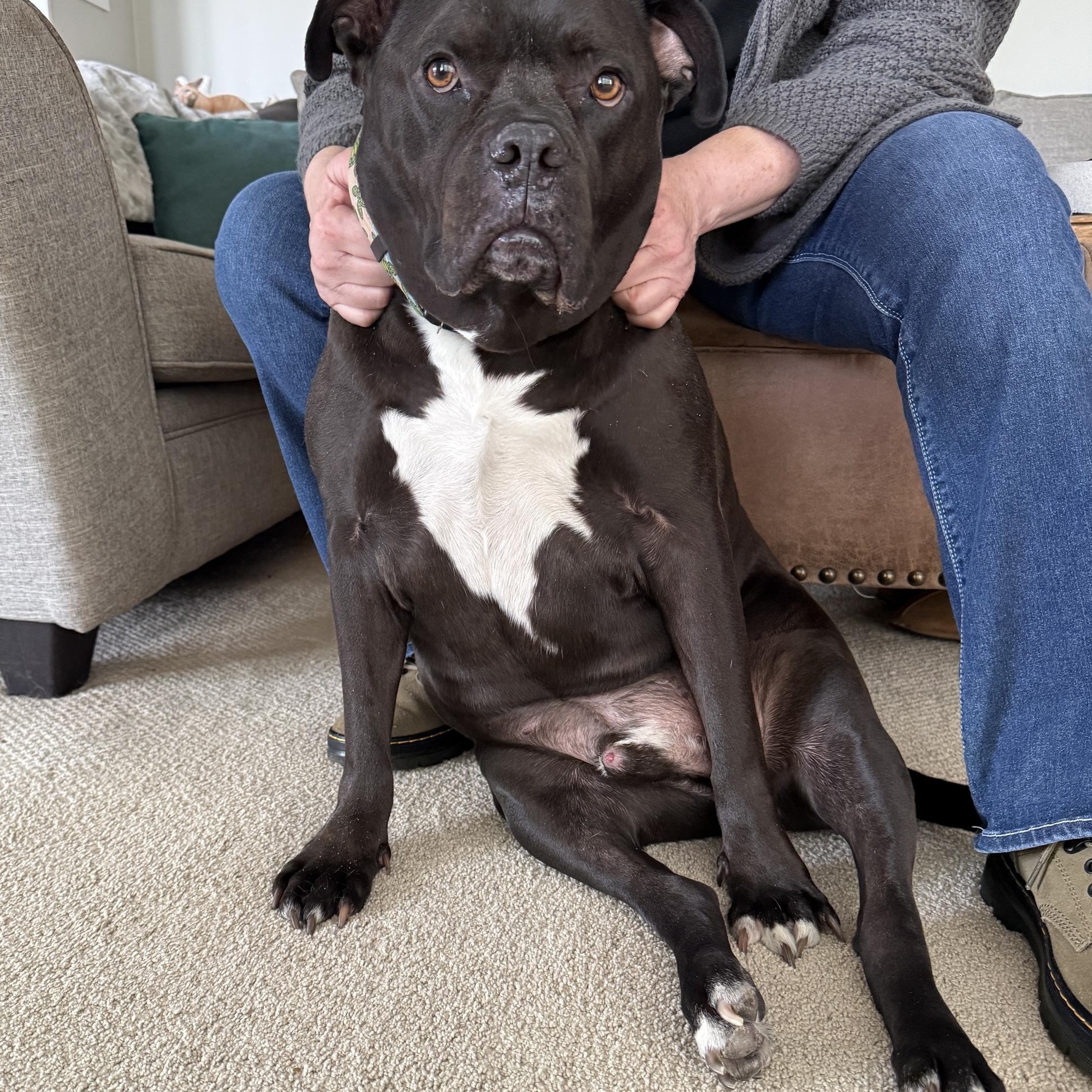Pharaoh, a Adoptable mixed breed in Westchester, IL image 5/6