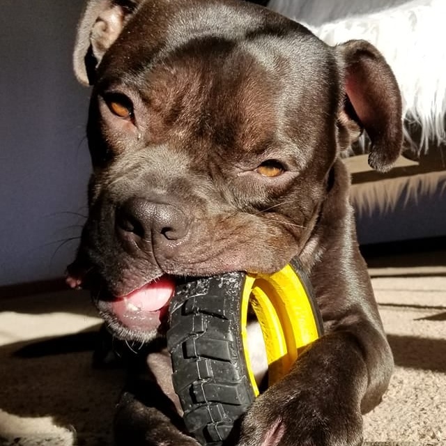 Enlarge Pharaoh, a Adoptable mixed breed in Westchester, IL image 15/16