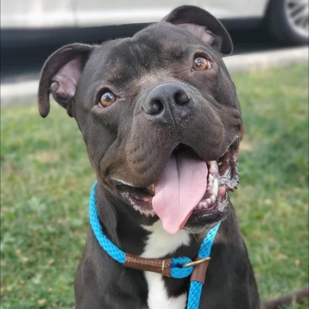 Enlarge Pharaoh, a Adoptable mixed breed in Westchester, IL image 16/16