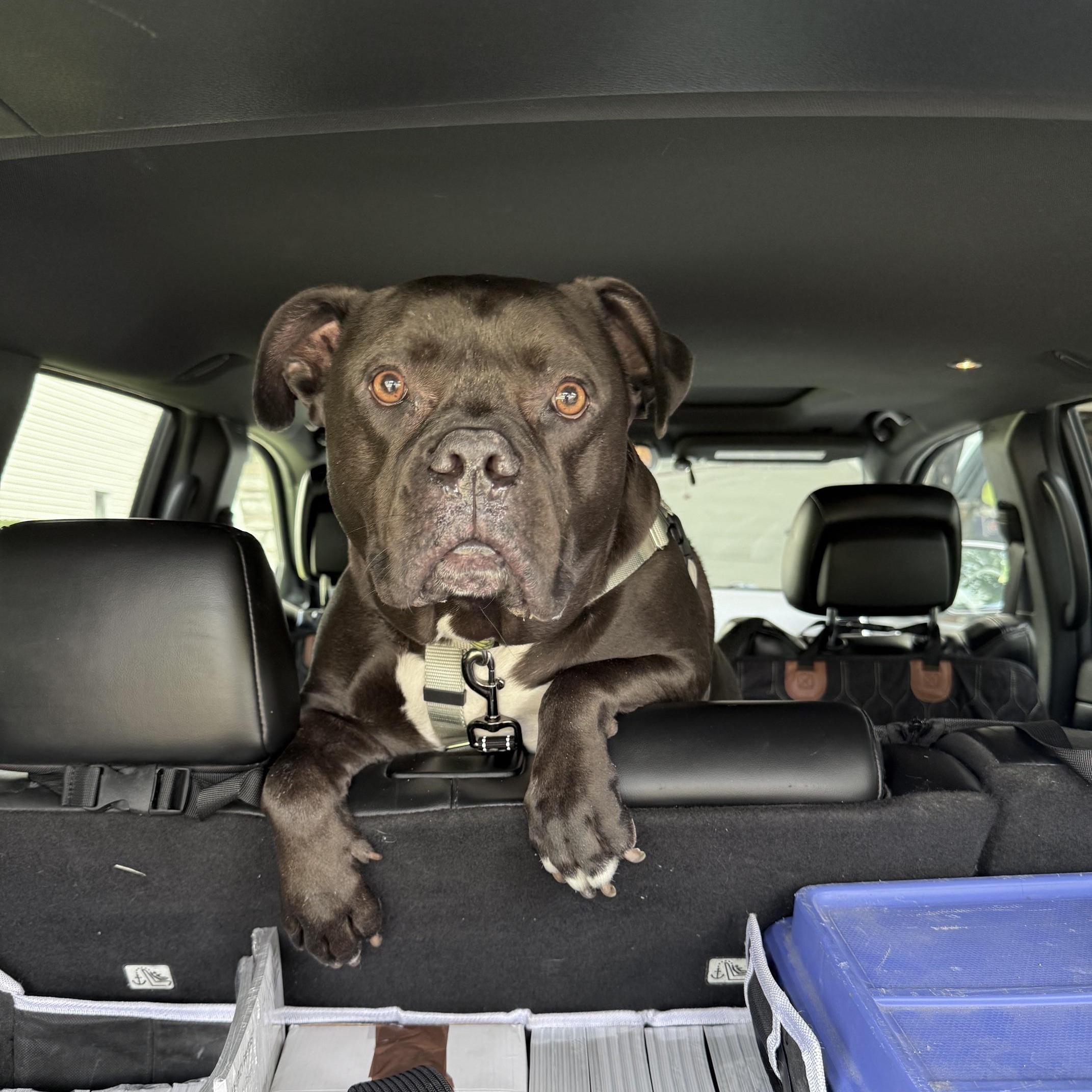 Pharaoh, a Adoptable mixed breed in Westchester, IL image 3/6