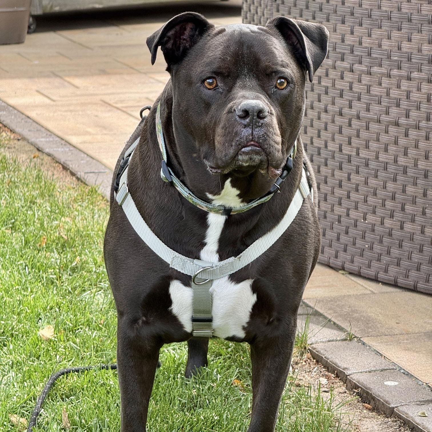 Pharaoh, a Adoptable mixed breed in Westchester, IL image 4/6