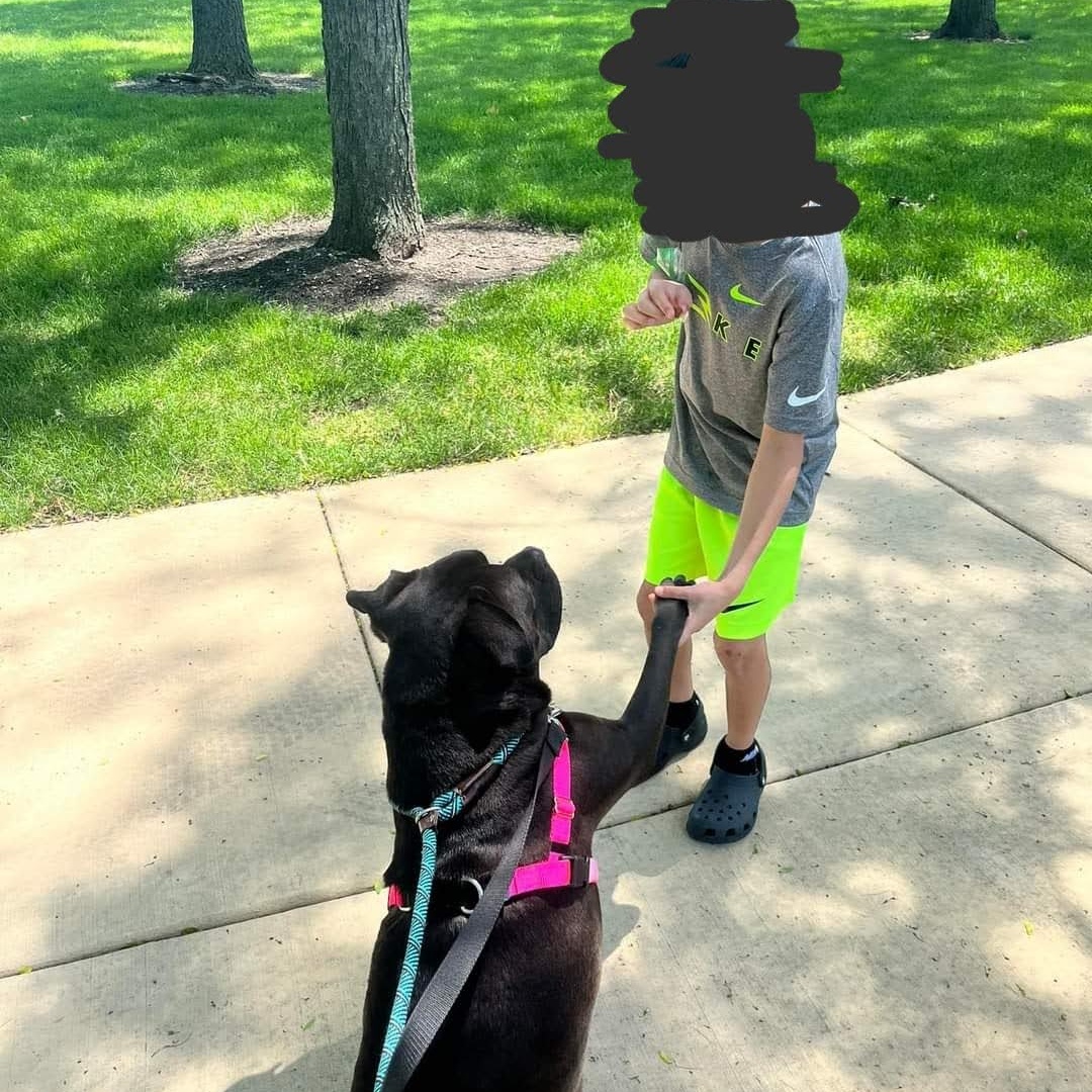 Enlarge Pharaoh, a Adoptable mixed breed in Westchester, IL image 12/16