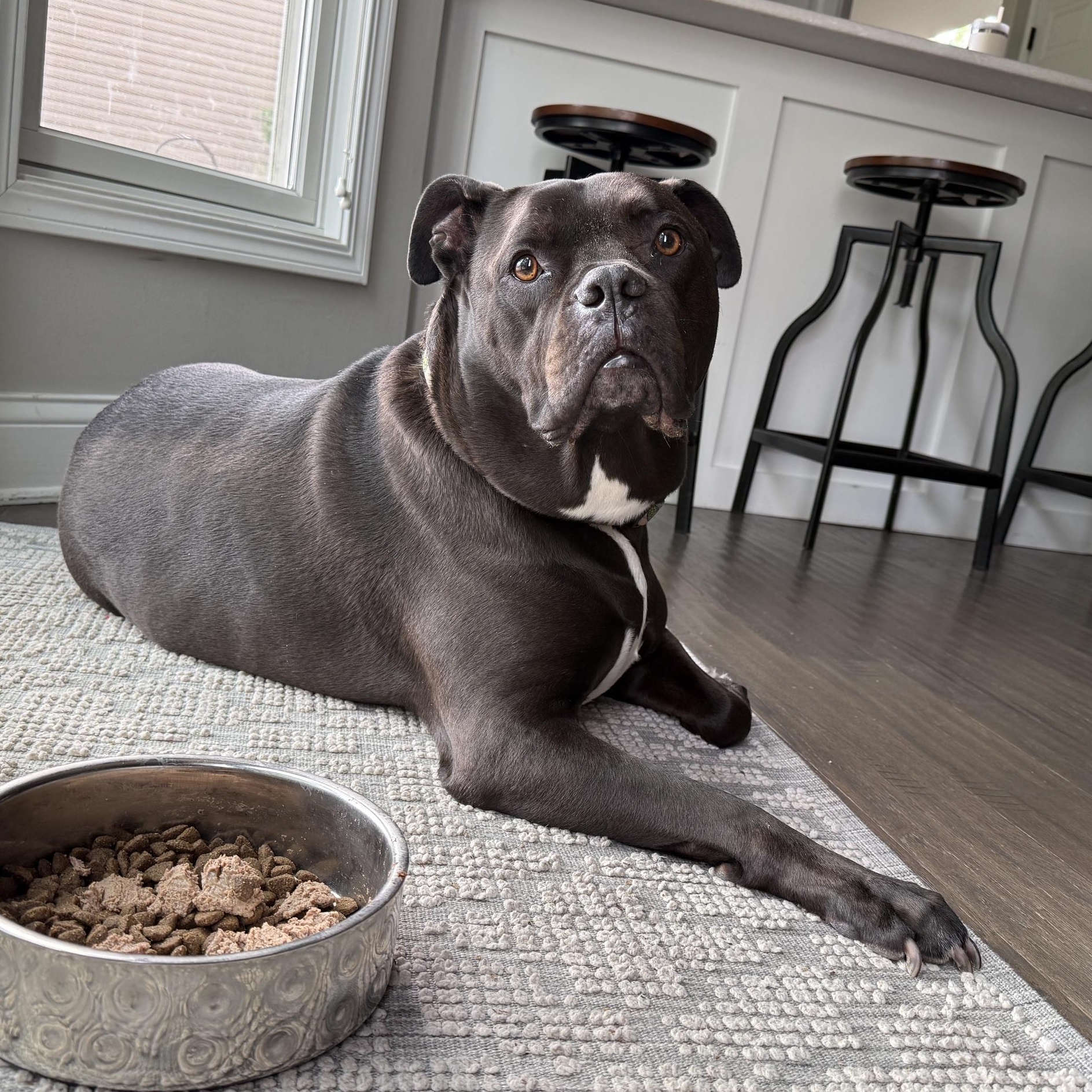 Pharaoh, a Adoptable mixed breed in Westchester, IL image 6/6