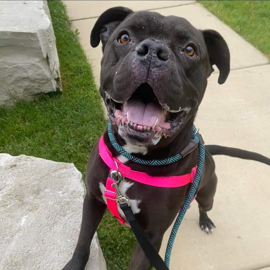 Pharaoh, Adoptable, Adult Male Pit Bull Terrier & American Bulldog.