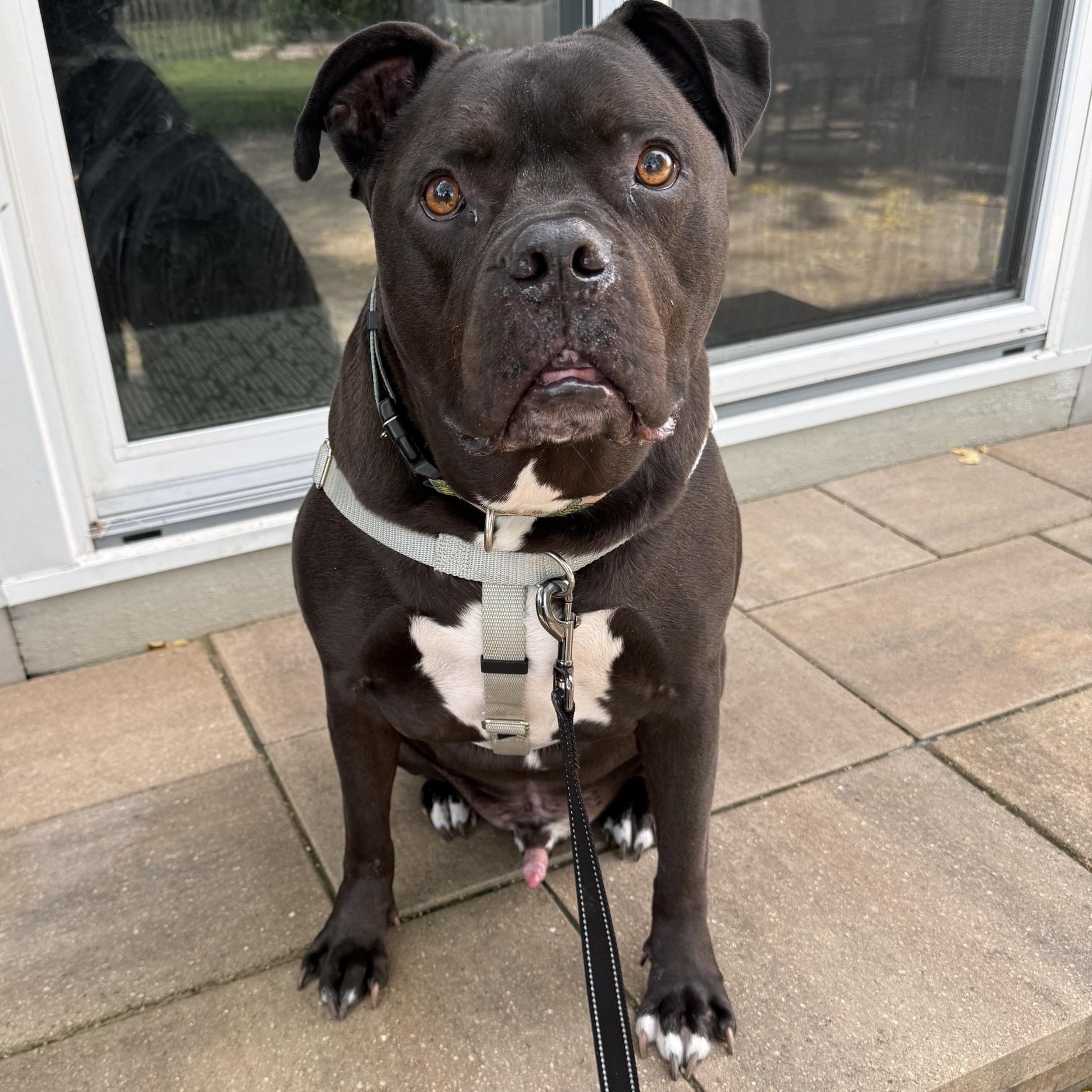Pharaoh, a Adoptable mixed breed in Westchester, IL image 2/6