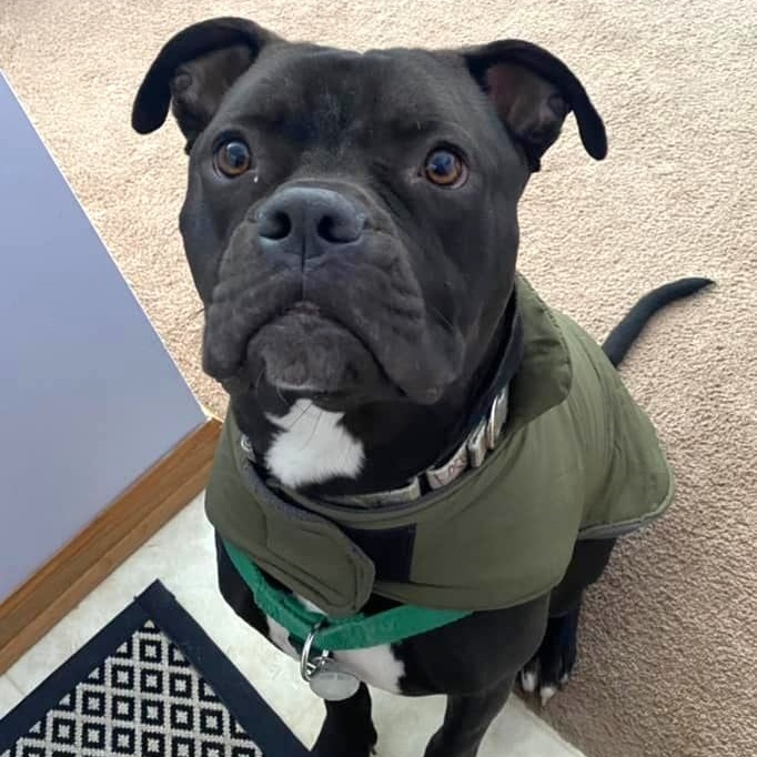 Enlarge Pharaoh, a Adoptable mixed breed in Westchester, IL image 14/16