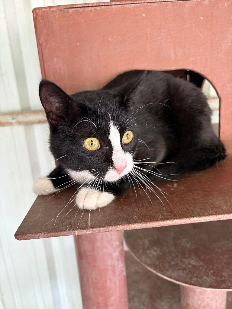 Enlarge Rockie, a Adopted mixed breed in Ada, OK image 1/1