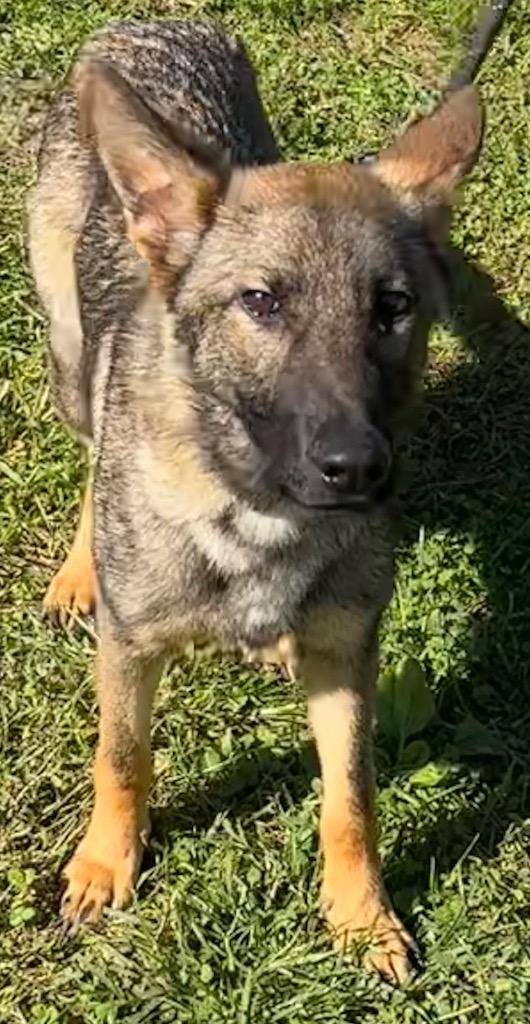 Enlarge Luna, a Adoptable German Shepherd Dog in Elizabethton, TN image 1/2
