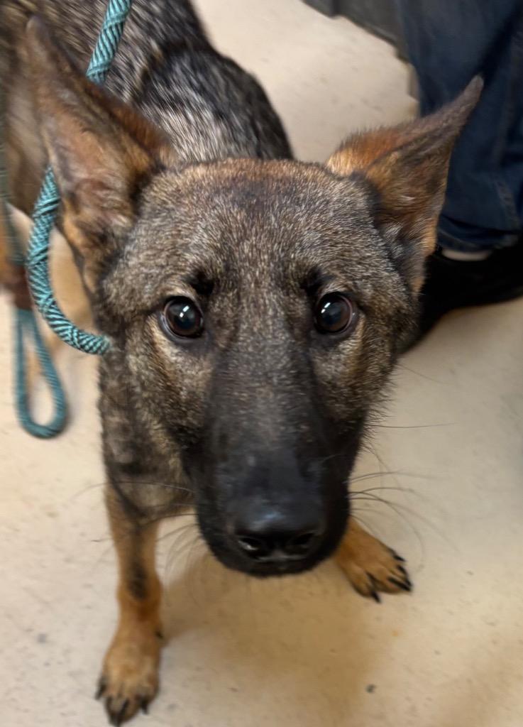 Enlarge Luna, a Adoptable German Shepherd Dog in Elizabethton, TN image 2/2