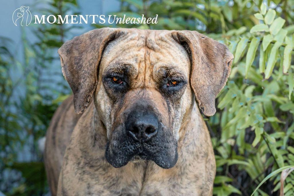 Enlarge Tonia , a Adoptable mixed breed in Myakka City, FL image 4/4