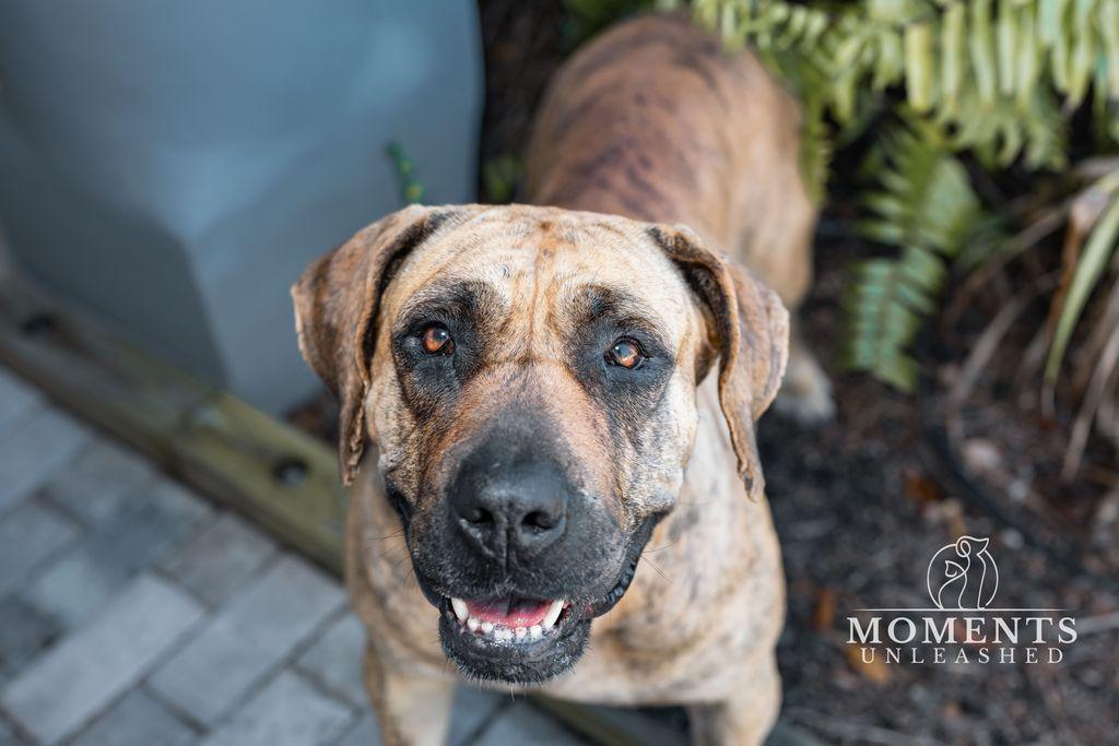 Tonia , Adoptable, Adult Female Mastiff.