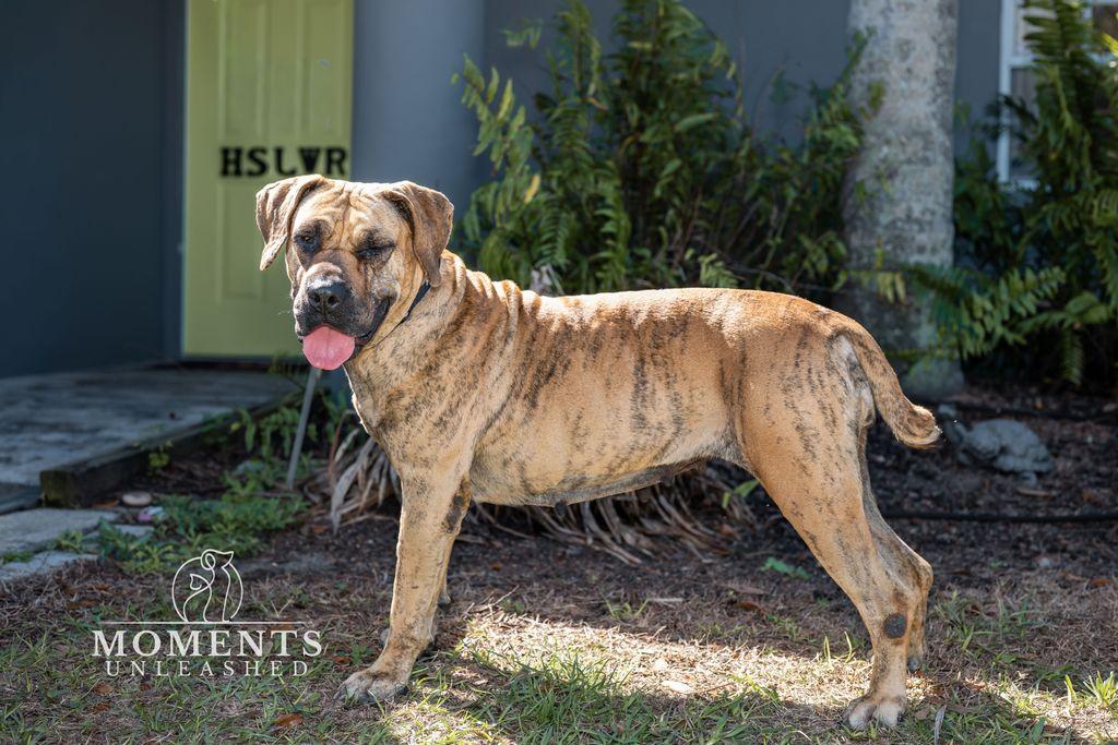 Enlarge Tonia , a Adoptable mixed breed in Myakka City, FL image 2/4
