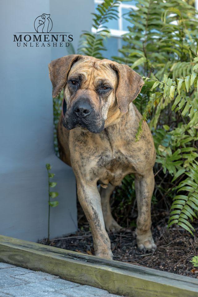Enlarge Tonia , a Adoptable mixed breed in Myakka City, FL image 3/4